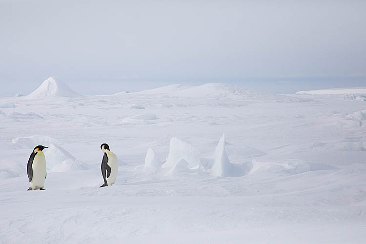 Emperor Penguins (Aptenodytes forsteri)