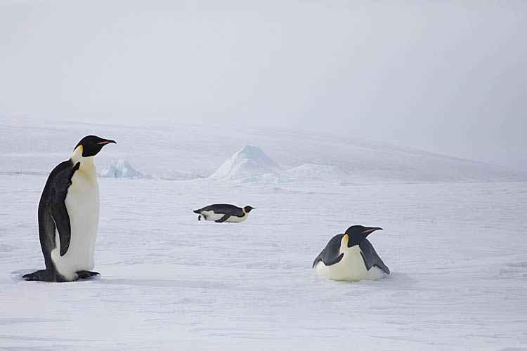 Emperor Penguins (Aptenodytes forsteri)