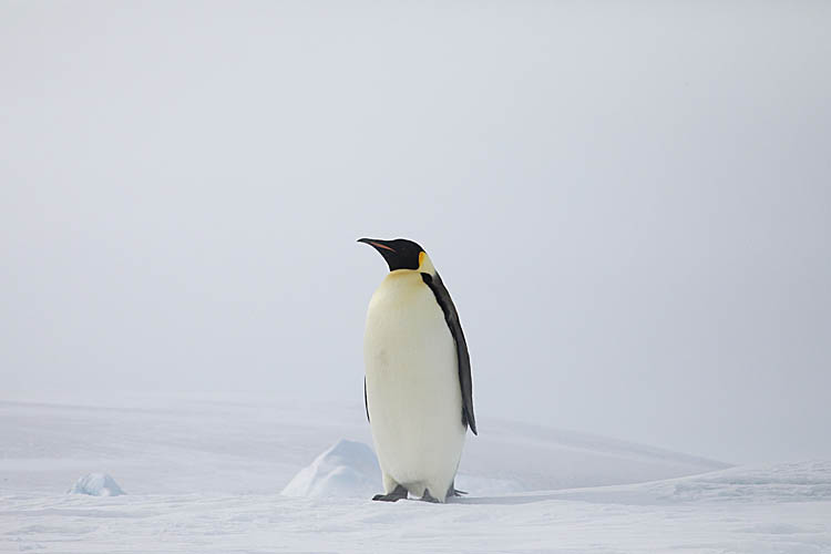 Emperor Penguin (Aptenodytes forsteri)