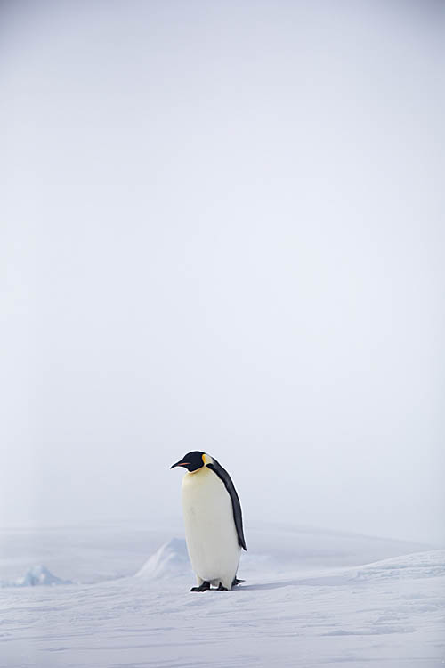 Emperor Penguin (Aptenodytes forsteri)