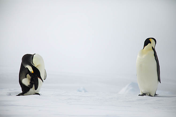 Emperor Penguin (Aptenodytes forsteri)