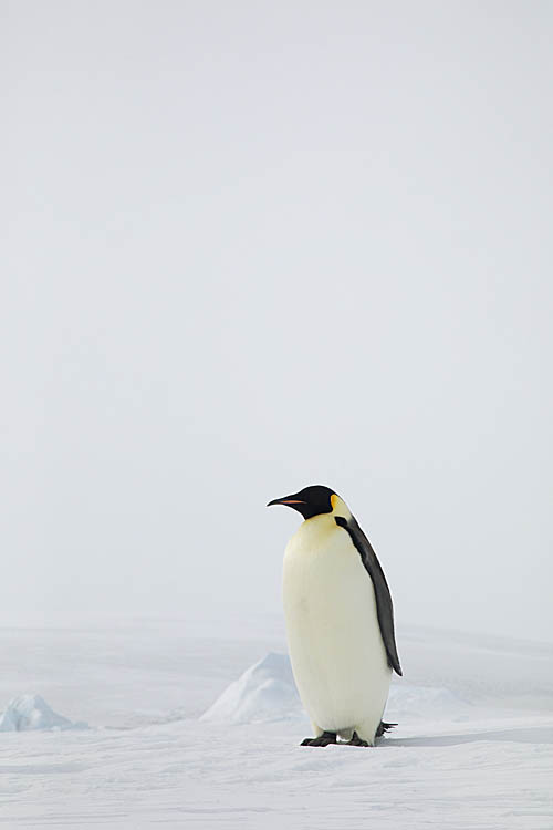 Emperor Penguin (Aptenodytes forsteri)