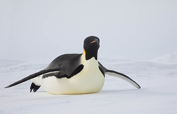 Emperor Penguin (Aptenodytes forsteri)