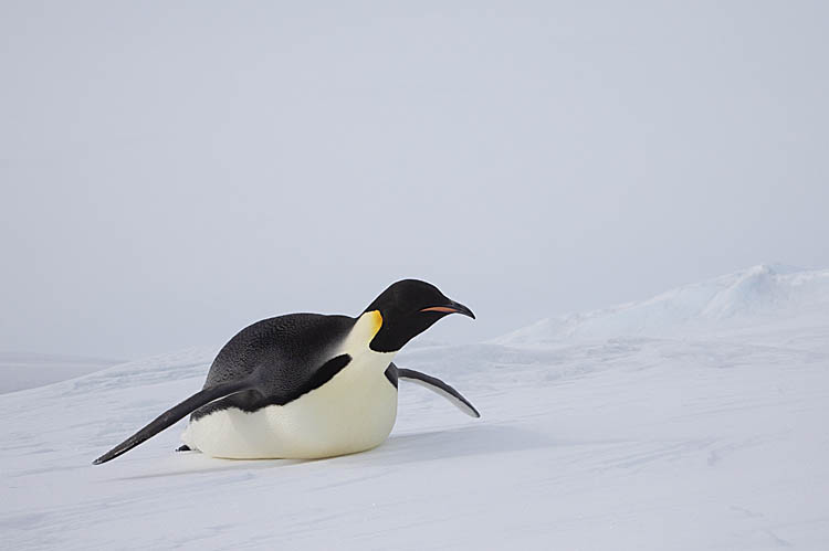 Emperor Penguin (Aptenodytes forsteri)