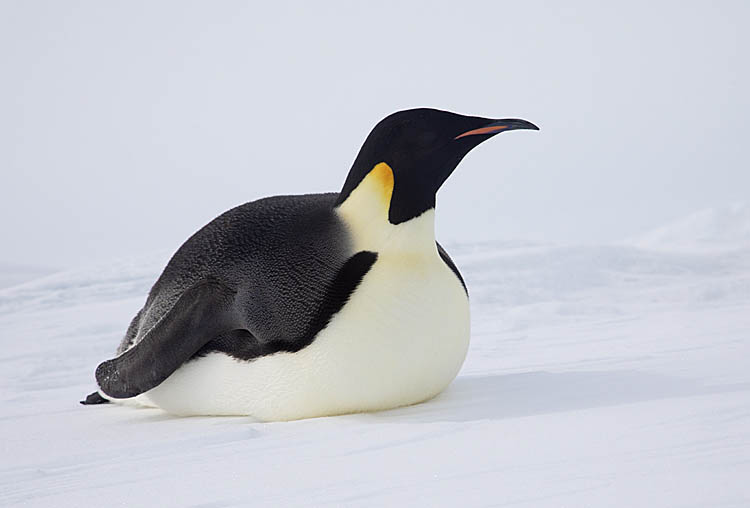 Emperor Penguin (Aptenodytes forsteri)