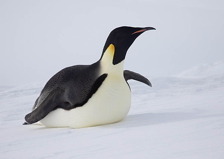 Emperor Penguin (Aptenodytes forsteri)