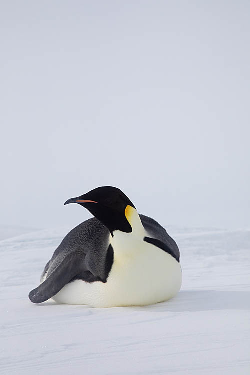 Emperor Penguin (Aptenodytes forsteri)