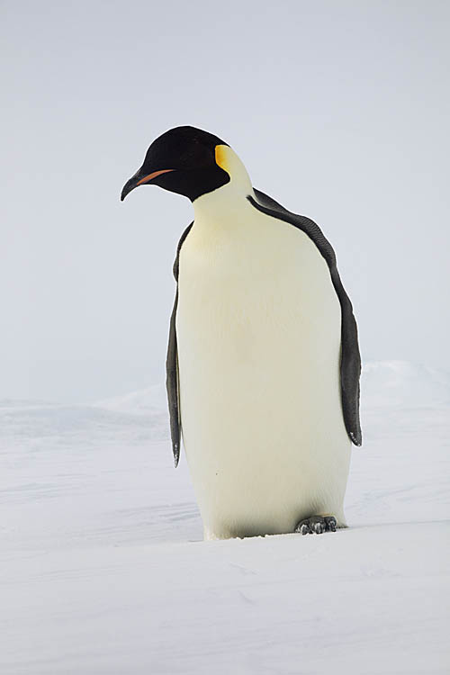 Emperor Penguin (Aptenodytes forsteri)