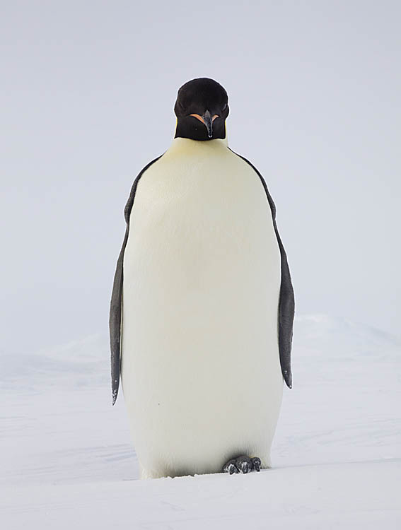 Emperor Penguin (Aptenodytes forsteri)