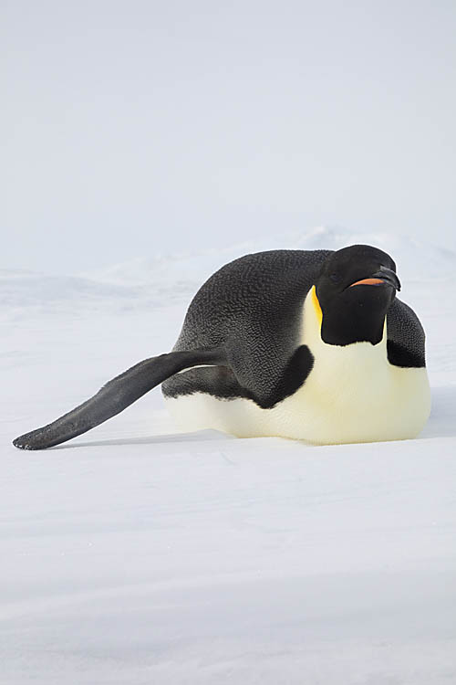 Emperor Penguin (Aptenodytes forsteri)