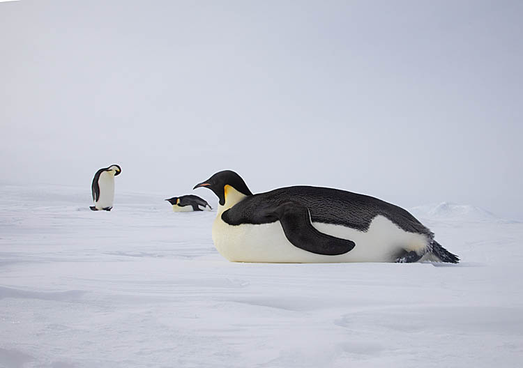 Emperor Penguins (Aptenodytes forsteri)