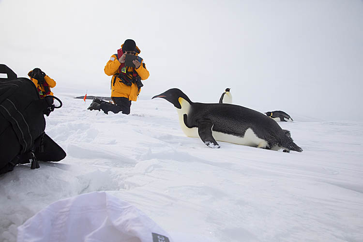 Emperor Penguins (Aptenodytes forsteri)