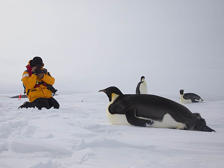 Emperor Penguins (Aptenodytes forsteri)