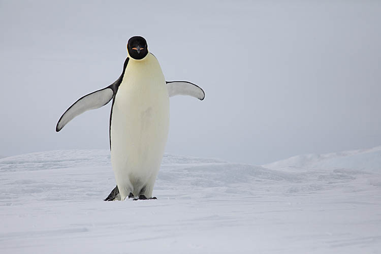 Emperor Penguin (Aptenodytes forsteri)