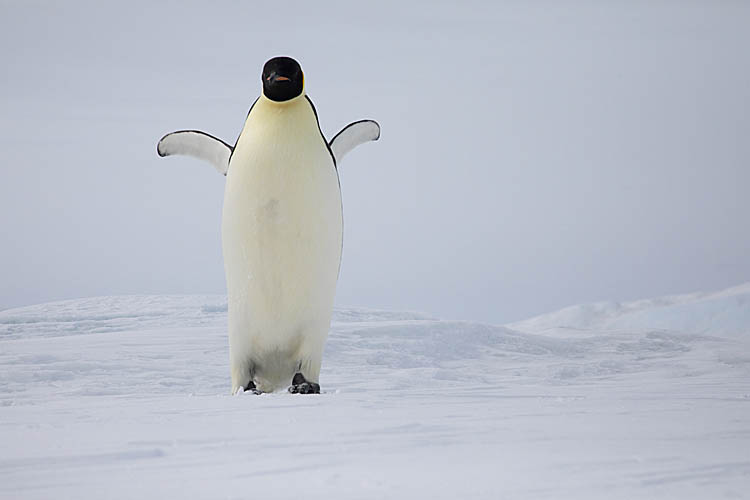 Emperor Penguin (Aptenodytes forsteri)