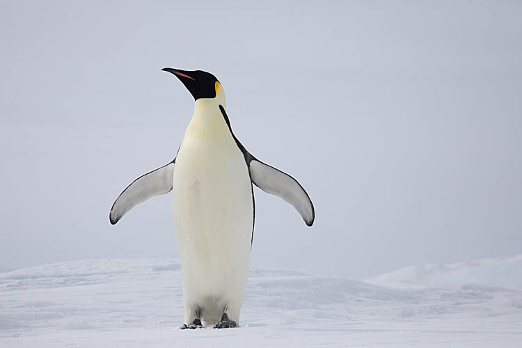 Emperor Penguin (Aptenodytes forsteri)