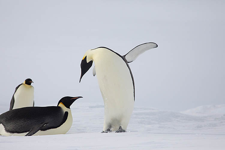 Emperor Penguin (Aptenodytes forsteri)