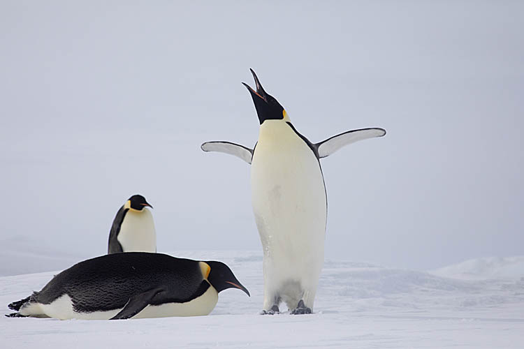 Emperor Penguin (Aptenodytes forsteri)