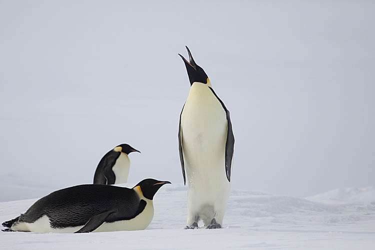 Emperor Penguin (Aptenodytes forsteri)