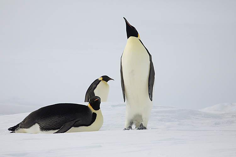 Emperor Penguin (Aptenodytes forsteri)