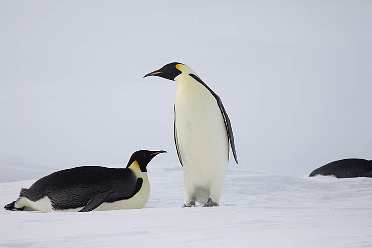 Emperor Penguin (Aptenodytes forsteri)