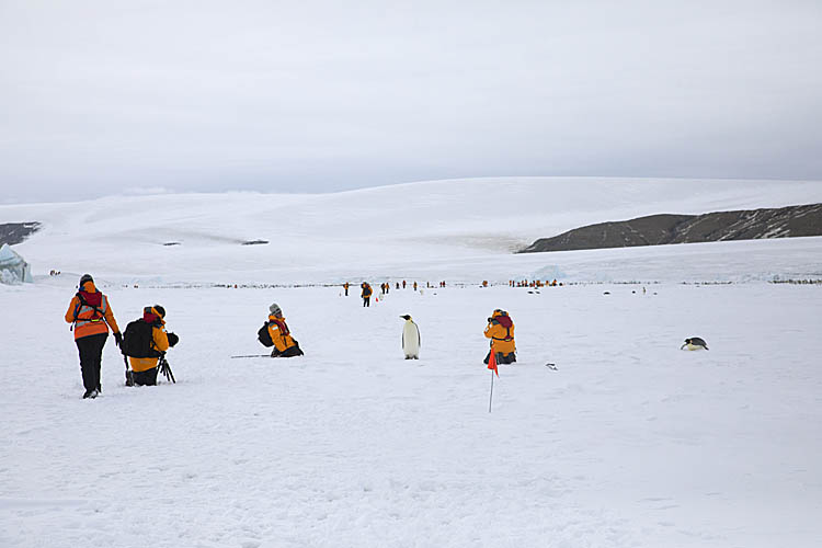 Emperor Penguin (Aptenodytes forsteri)