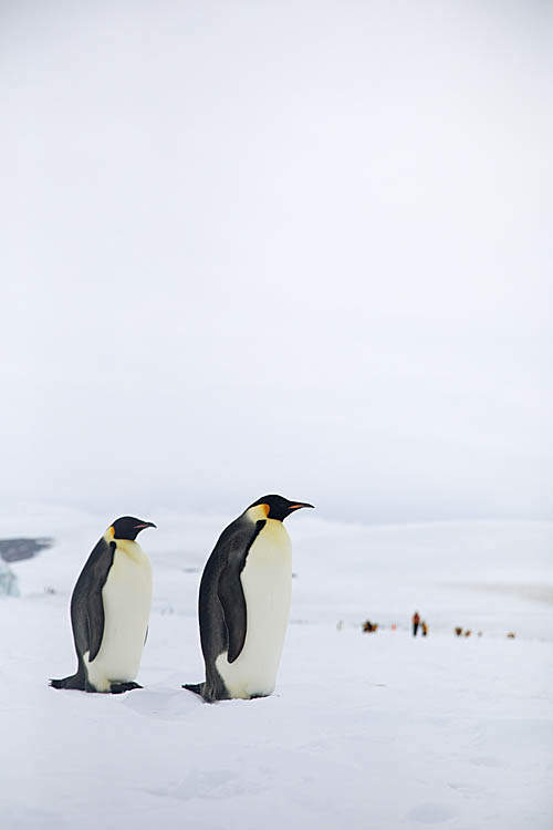 Emperor Penguin (Aptenodytes forsteri)