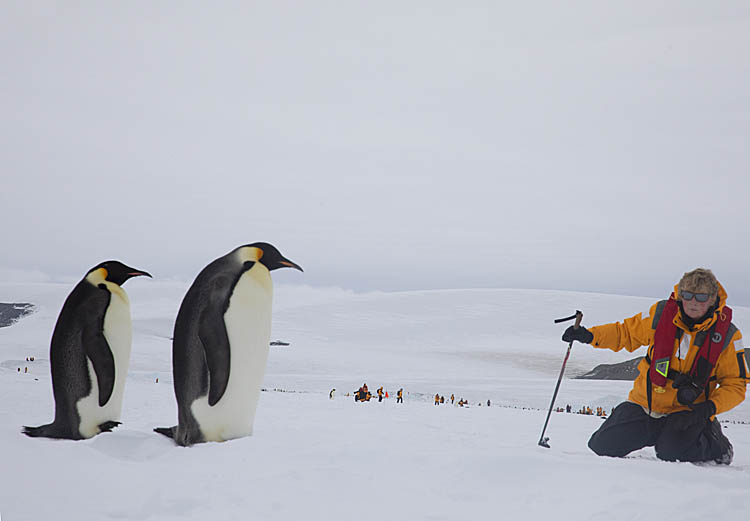 Emperor Penguins (Aptenodytes forsteri)