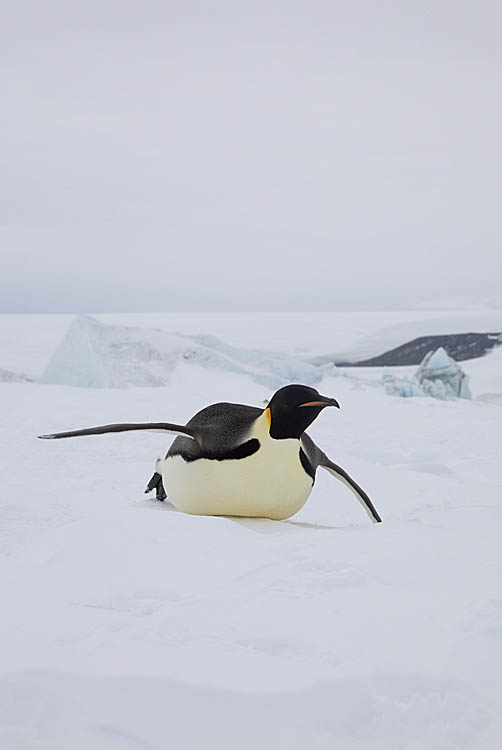 Emperor Penguin (Aptenodytes forsteri)