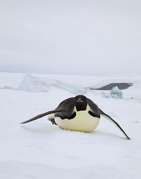 Emperor Penguin (Aptenodytes forsteri)