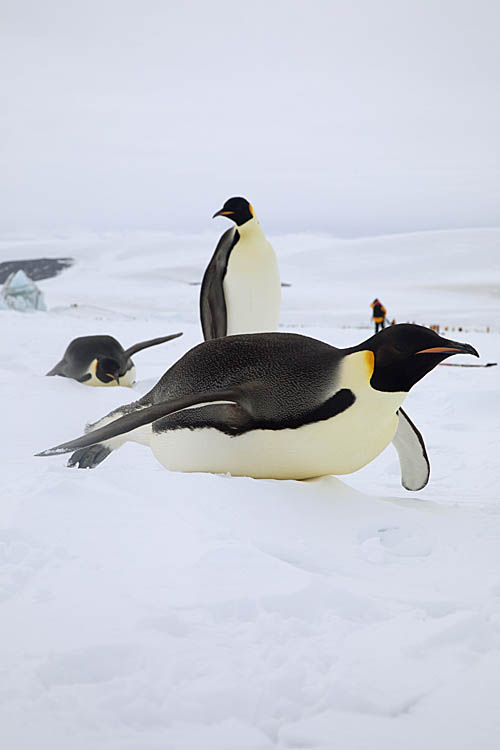 Emperor Penguins (Aptenodytes forsteri)