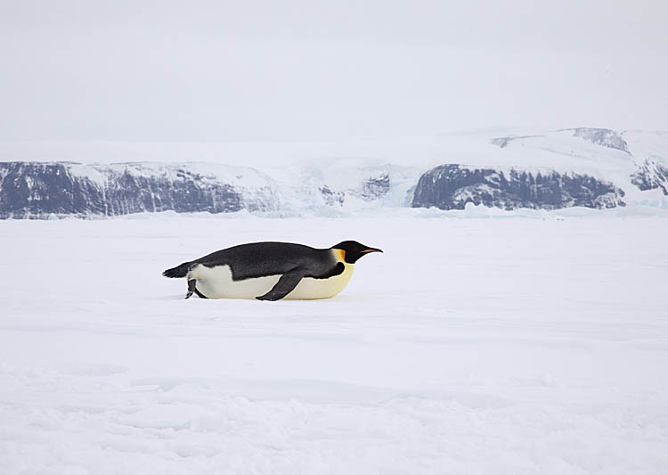 Emperor Penguin (Aptenodytes forsteri)