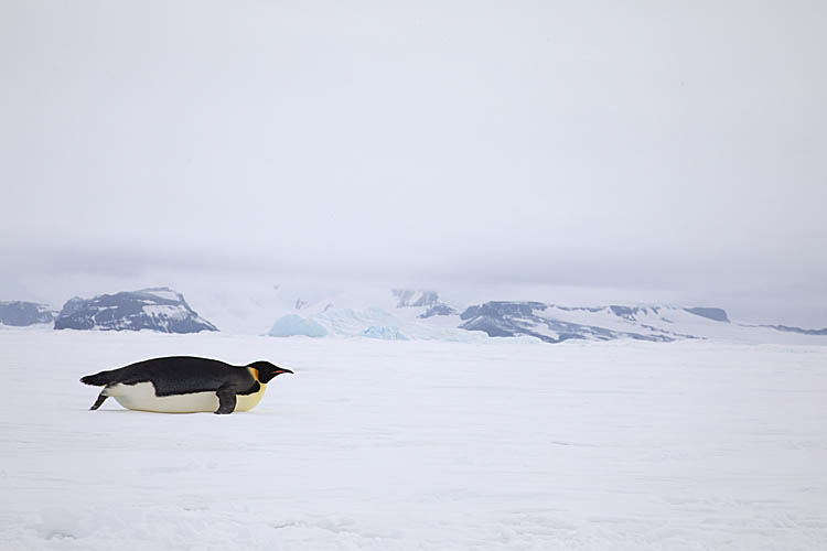 Emperor Penguin (Aptenodytes forsteri)