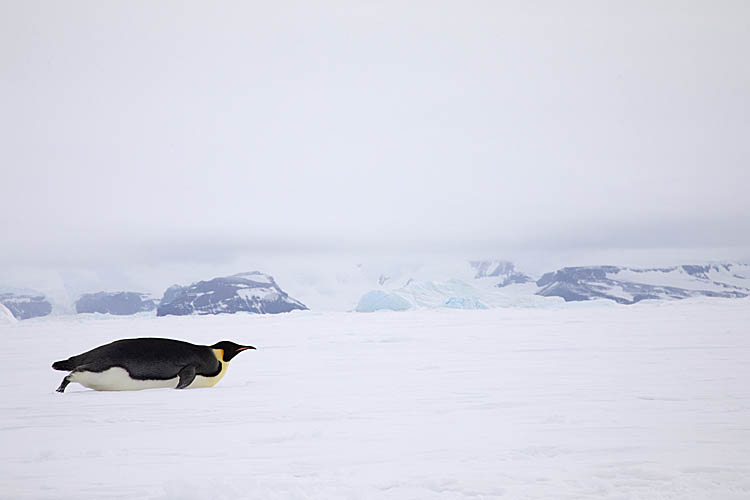 Emperor Penguin (Aptenodytes forsteri)