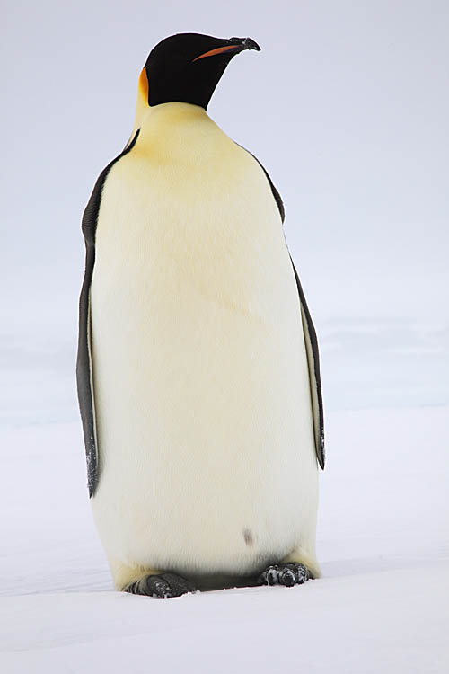 Emperor Penguin (Aptenodytes forsteri)