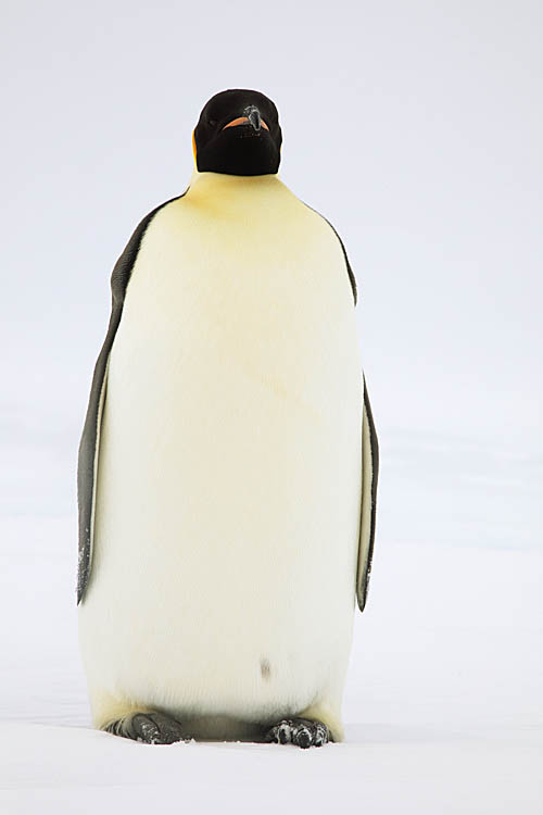 Emperor Penguin (Aptenodytes forsteri)