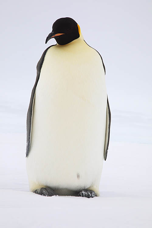 Emperor Penguin (Aptenodytes forsteri)