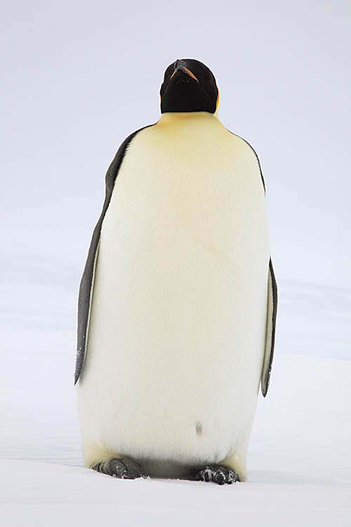 Emperor Penguin (Aptenodytes forsteri)