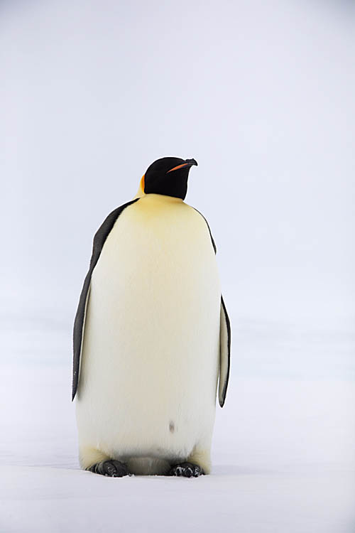 Emperor Penguin (Aptenodytes forsteri)