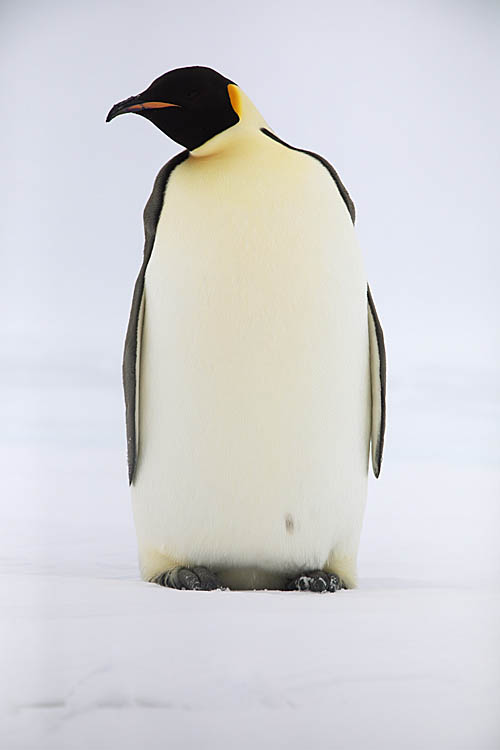 Emperor Penguin (Aptenodytes forsteri)