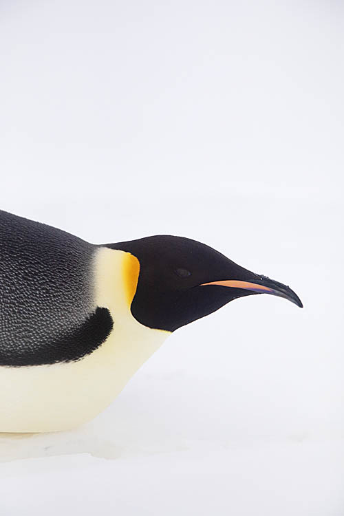 Emperor Penguin (Aptenodytes forsteri)