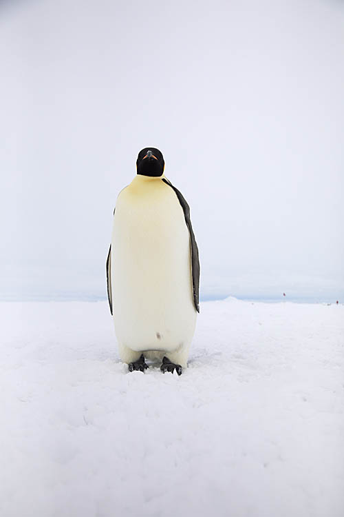 Emperor Penguin (Aptenodytes forsteri)