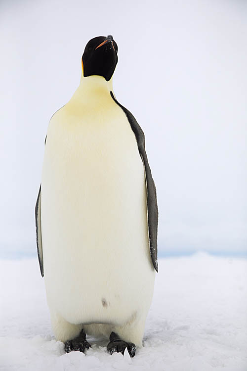 Emperor Penguin (Aptenodytes forsteri)