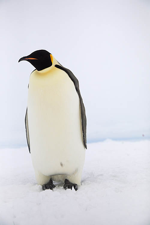 Emperor Penguin (Aptenodytes forsteri)