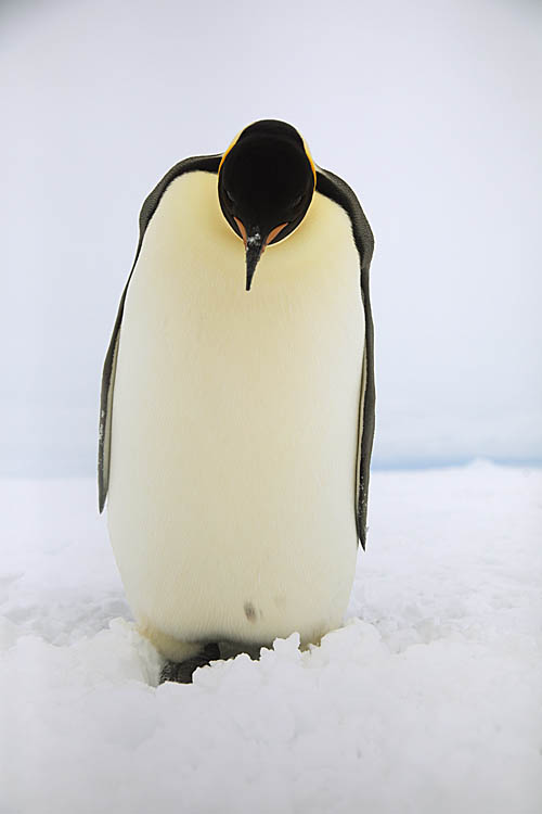 Emperor Penguin (Aptenodytes forsteri)