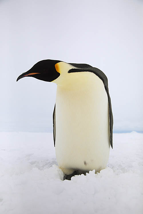 Emperor Penguin (Aptenodytes forsteri)