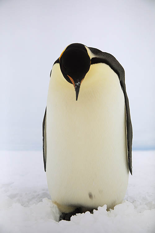 Emperor Penguin (Aptenodytes forsteri)