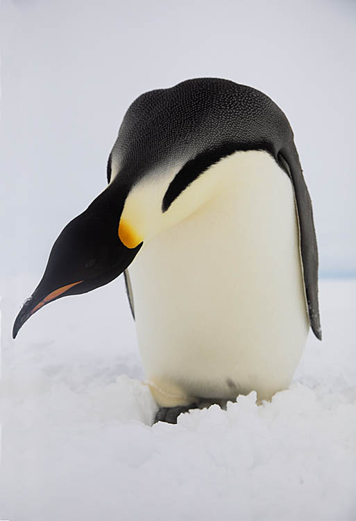 Emperor Penguin (Aptenodytes forsteri)