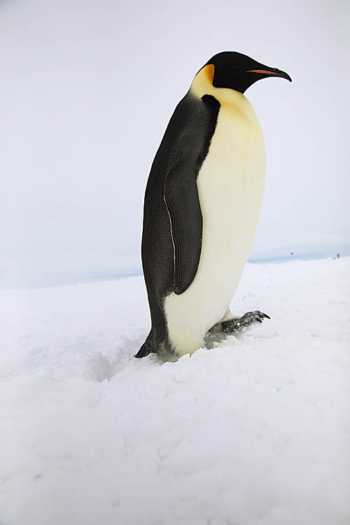 Emperor Penguin (Aptenodytes forsteri)