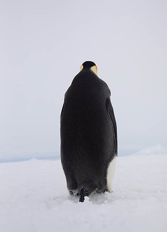 Emperor Penguin (Aptenodytes forsteri)